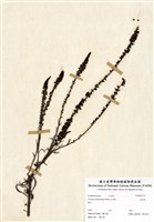 藏品(追風草)的圖片